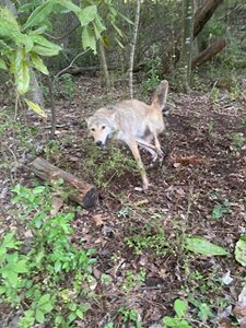 Coyote Droppings